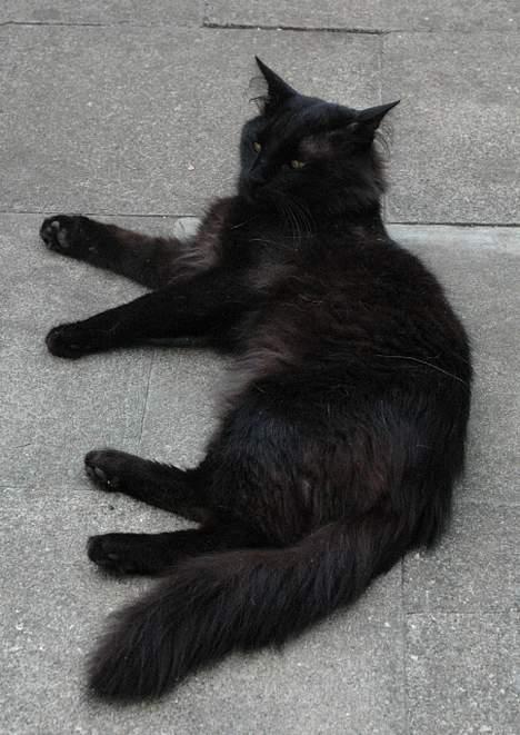 Tyrkisk Angora IP/SC Pirlanta'dan Black Devil - Sambo foråret 2006 billede 7