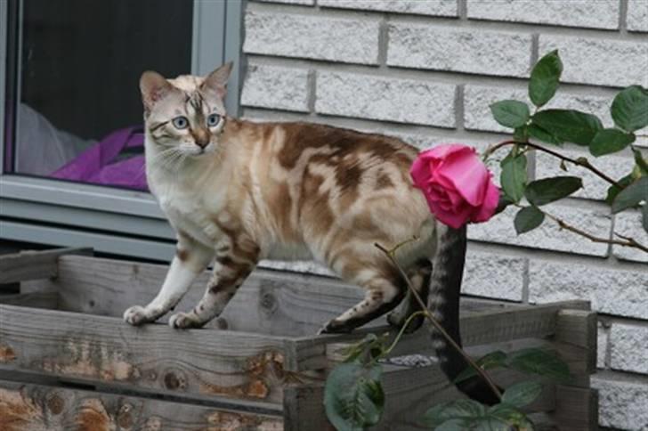 Bengal  Sesse *IP* - Er jeg ikke bare blevet en flot ung dame... billede 1
