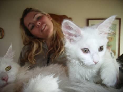 Maine Coon Missmiacoons Inca  billede 1