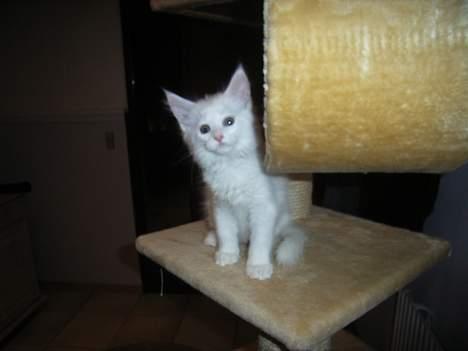 Maine Coon Missmiacoons Inca  - den lille prinsesse er vist ikke så vild med presse fotografer  billede 2