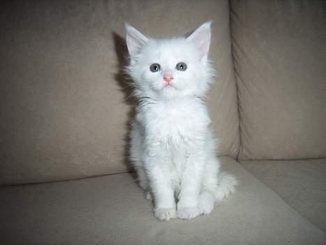 Maine Coon Missmiacoons Inca  - til audiens hos prinsessen billede 3