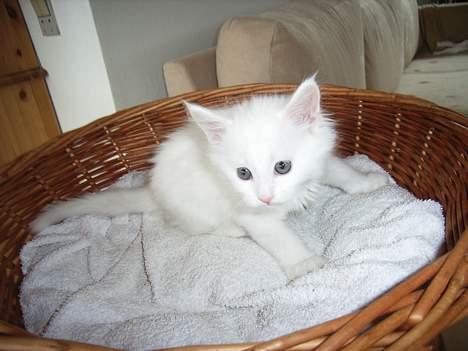 Maine Coon Missmiacoons Inca  billede 4