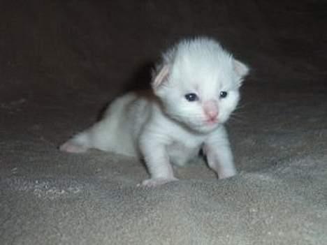 Maine Coon Missmiacoons Inca  - Inca som nyfødt billede 5