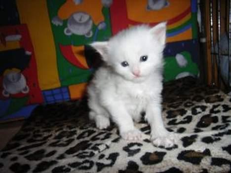 Maine Coon Missmiacoons Inca  billede 6