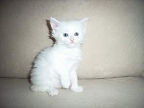 Maine Coon Missmiacoons Inca  billede 7