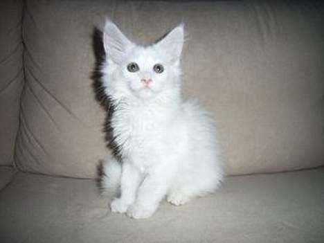 Maine Coon Missmiacoons Inca  billede 8