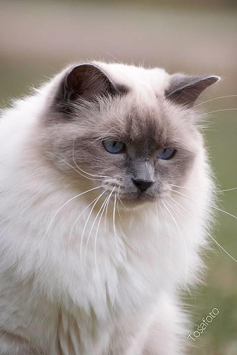 Hellig Birma Dumle von Tasi´s billede 5