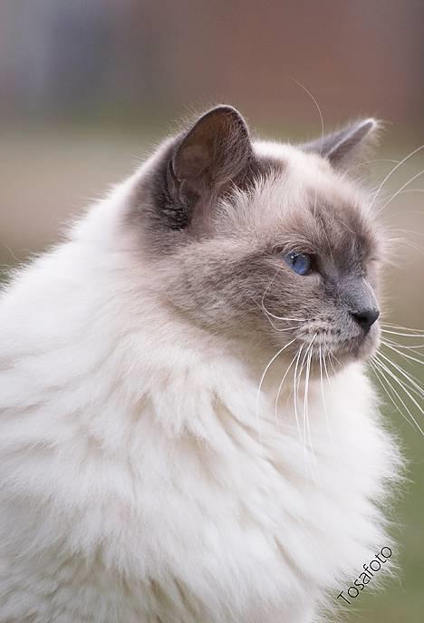 Hellig Birma Dumle von Tasi´s billede 6