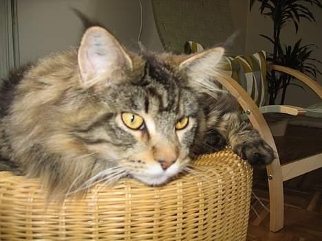 Maine Coon Crysty the clown - HELT KANON AT SLAPPE.. billede 6