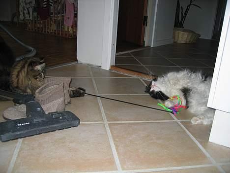 Maine Coon Crysty the clown - JUBIIIII....HAR FÅET NY VEN...MEN...HAN SKAL LIGE DRESSERES.." KOM RUL".. billede 7