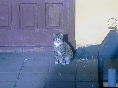 Huskat spiti - luk mig ind så er du sød billede 8