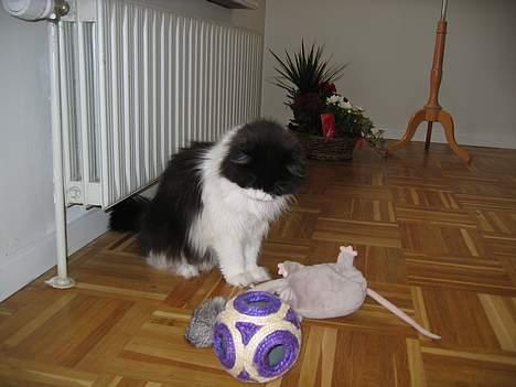 Blanding af racer Benzon - Hva faen skal jeg med det...Stik mig noget levende dog.. billede 3