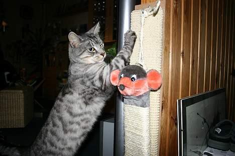 Huskat Kasper (Kastenskjold ) - Jeg er lige ved at få manicure billede 18