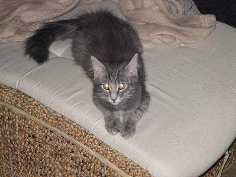 Norsk Skovkat mars billede 1