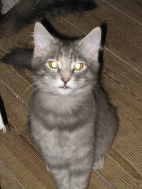 Norsk Skovkat mars billede 2