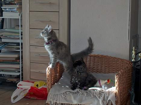 Norsk Skovkat mars billede 3