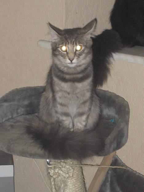 Norsk Skovkat mars billede 4