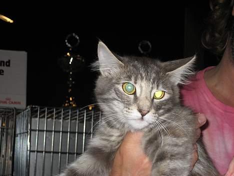 Norsk Skovkat mars billede 5