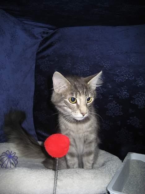 Norsk Skovkat mars billede 6