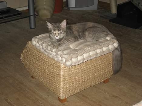 Norsk Skovkat mars billede 7