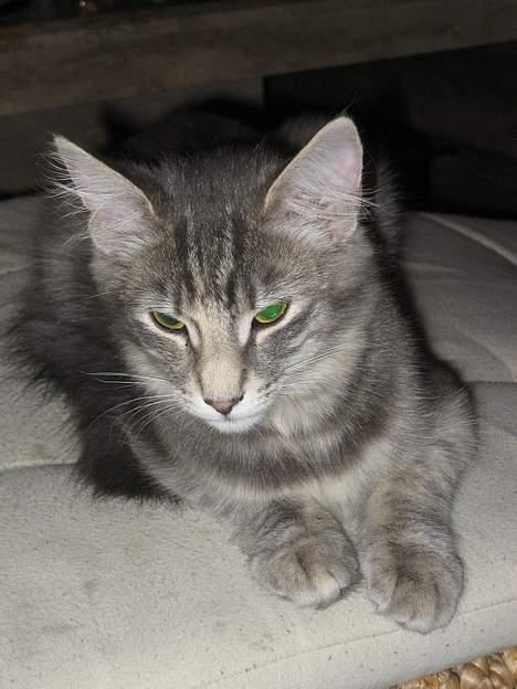 Norsk Skovkat mars billede 8