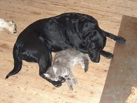 Norsk Skovkat mars billede 9