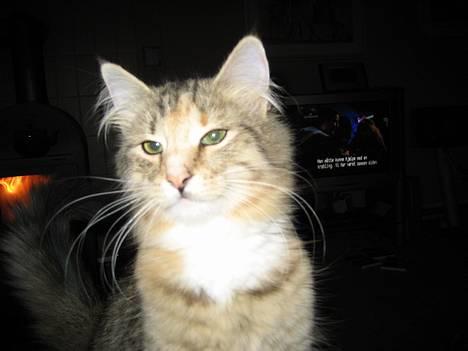 Norsk Skovkat kit kat billede 1