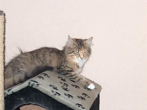 Norsk Skovkat kit kat billede 2