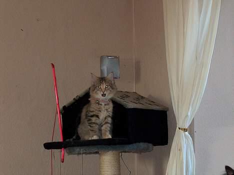 Norsk Skovkat kit kat billede 3