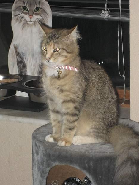 Norsk Skovkat kit kat billede 4