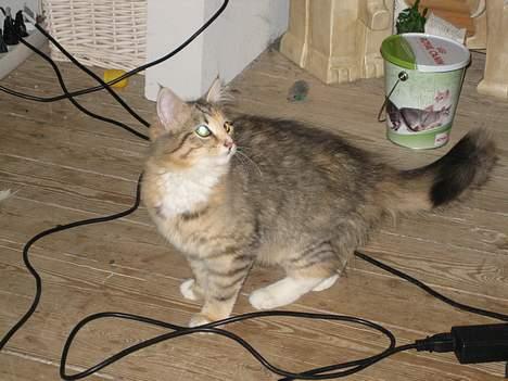 Norsk Skovkat kit kat billede 5