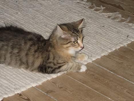 Norsk Skovkat kit kat billede 6