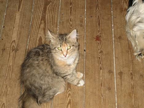 Norsk Skovkat kit kat billede 7