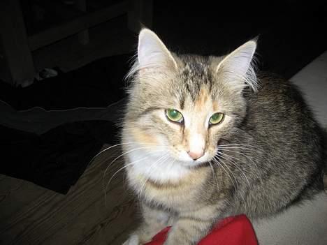 Norsk Skovkat kit kat billede 8