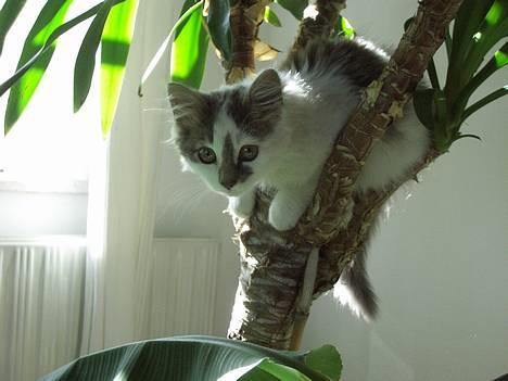 Blanding af racer Bette - Bette elsker at klatre billede 1