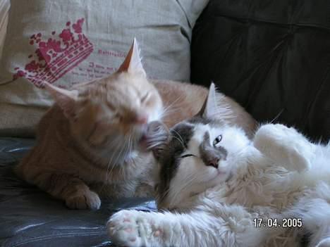 Blanding af racer Bette - Dejligt at blive vasket af onkel Tarzan billede 2