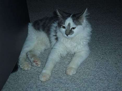 Blanding af racer Bette - En legesyg Bettemis billede 3