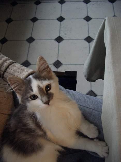 Blanding af racer Bette billede 4