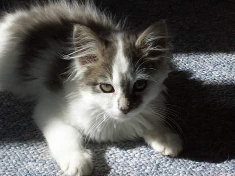 Blanding af racer Bette billede 5