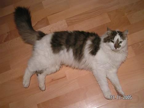 Blanding af racer Bette billede 6