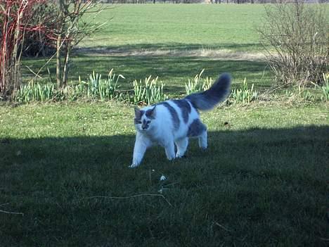 Blanding af racer Bette - Bettemis en forårsdag billede 7