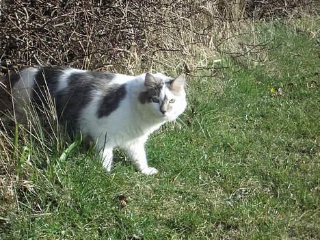 Blanding af racer Bette - Bette inspicerer hækken billede 8