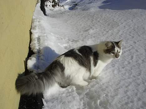 Blanding af racer Bette - Første gang i sneen billede 9