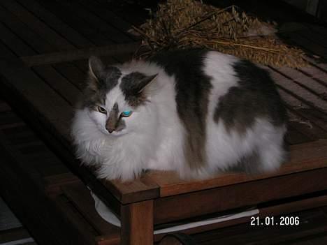 Blanding af racer Bette - Bette er nu ikke længere særlig "bette"... billede 10