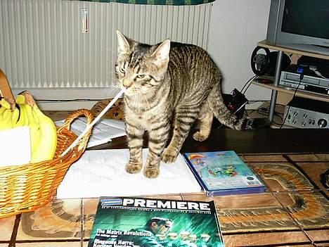 Huskat Feline - "Hvad er dog dette?" billede 1