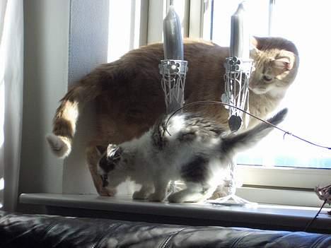 Blanding af racer Bette - Bettemis som bette killing billede 11