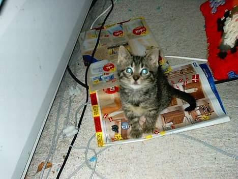 Huskat Feline - Sådan så hun ud den dag vi fik hende billede 2