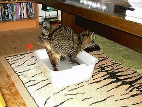 Huskat Feline - Feline elsker at lege i vand billede 3