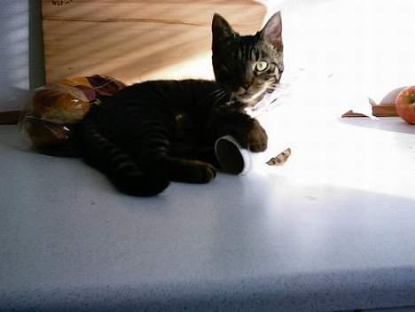 Huskat Feline - Got CHA! Hun elsker at lege med ruller billede 4