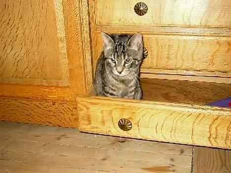Huskat Feline - Kat i skuffe :) billede 5